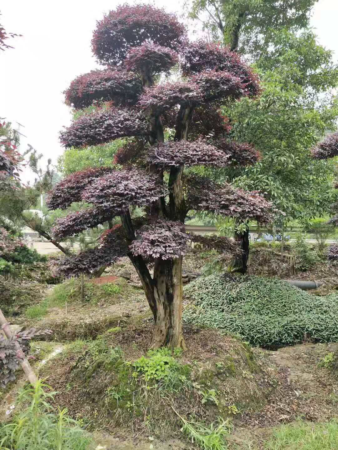 湖南长沙红花继木桩哪里最多-湖南红花继木桩哪里最多？ 厂家直销批发价格【浏阳市柏加镇万达苗圃】图片