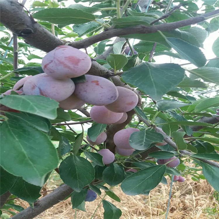 批发新疆西梅苗 法兰西西梅苗 金喜梅树苗基地 四川种植西梅苗图片