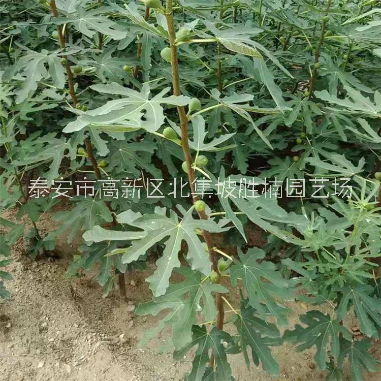 泰安优质无花果苗批发价，泰安哪里有无花果苗基地直销，泰安无花果苗种植基地