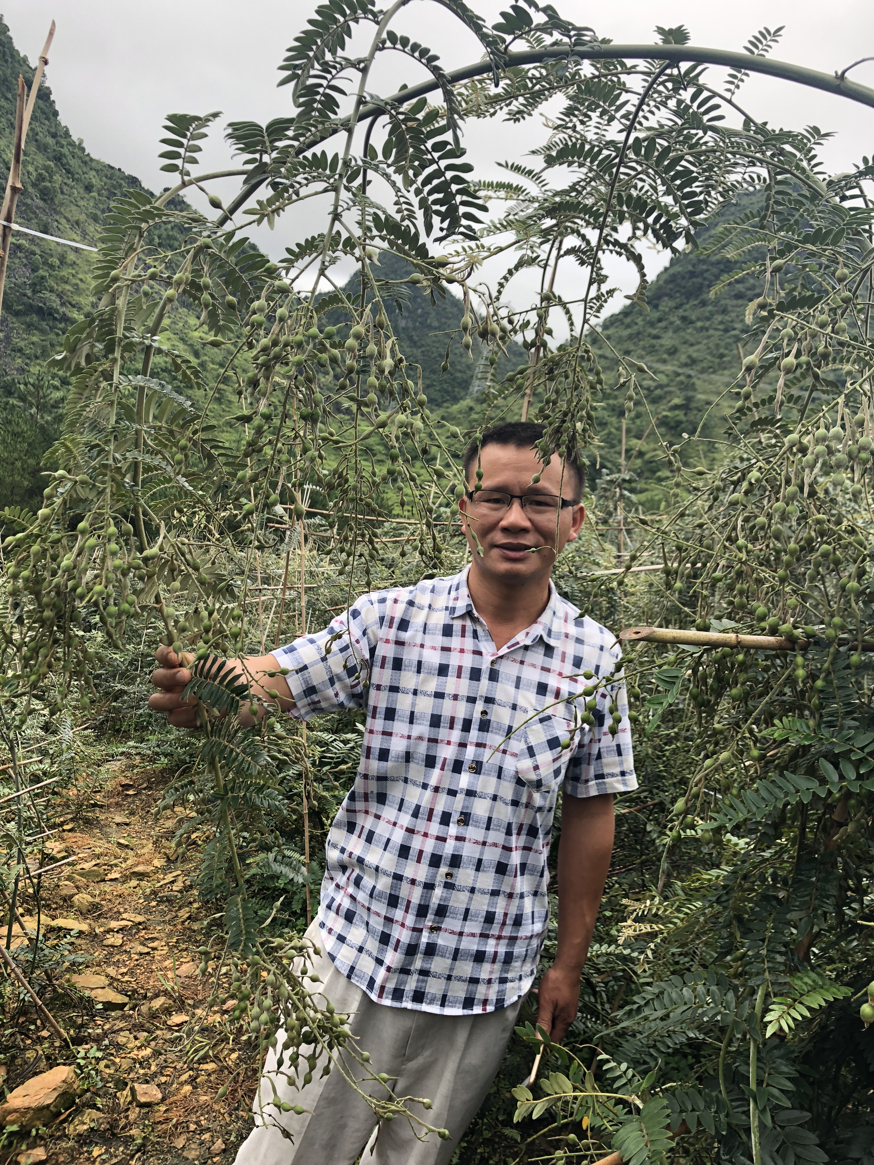 中药材山豆根，河池地道广豆根种子，山豆根种子急售 中药山豆根种子 河池喀斯特山豆根种子 喀斯特山区广豆根种子