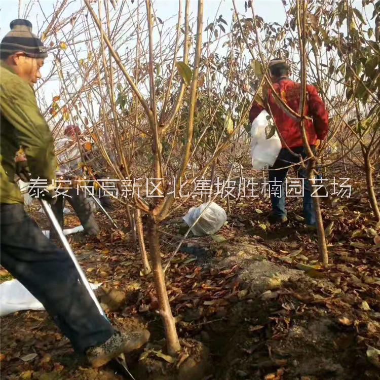 山东山楂苗、批发价格、种植基地、销售电话【泰安市高新区北集坡胜楠园艺场】图片