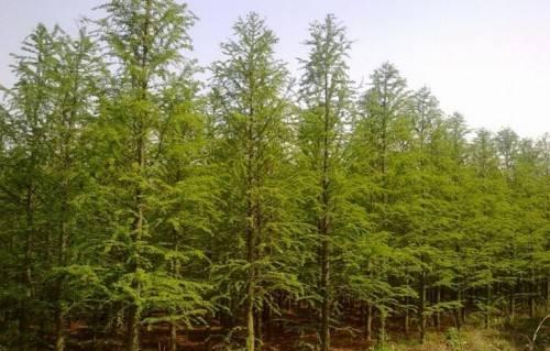 江苏南通市中山杉价格 专业种植中山杉基地 大量批发15公分杉树