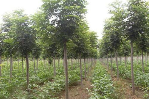 上海市黄山栾种植基地 全缘叶栾树价格 大量批发黄山栾