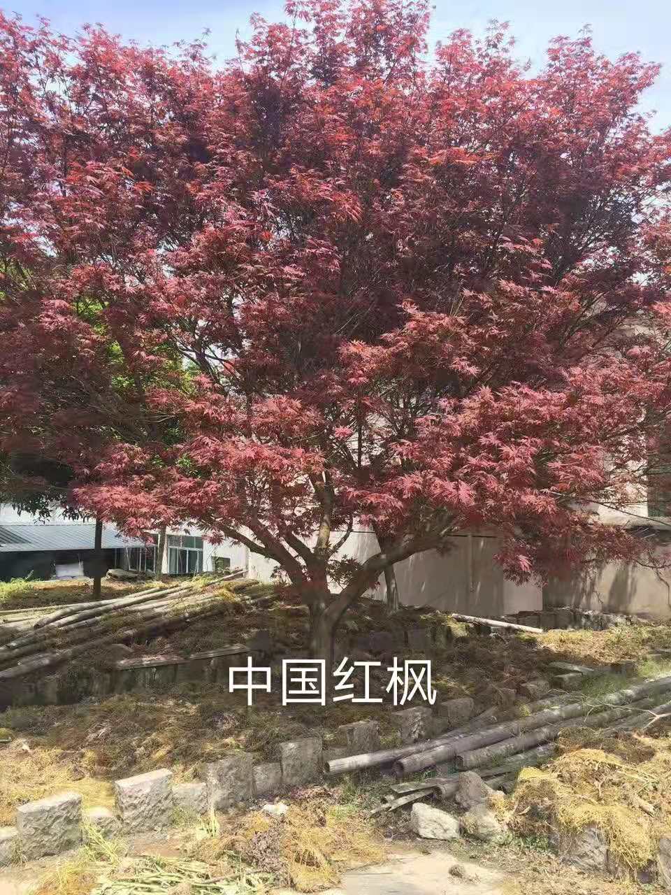 鸡爪槭报价_批发_种植基地_嵊州市红胜火美国红枫专业合作社