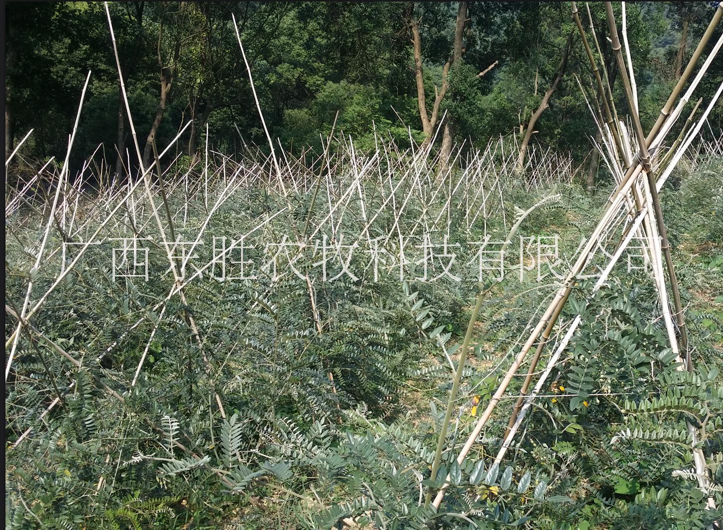 广山豆根种植前景  山豆根苗木生产批发  山豆根苗价格  原生态农场山豆根苗出售 河池山豆根苗木生产批发 广豆根杯苗出售