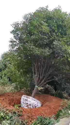 湖南长沙15公分红叶石楠树种植基地直销报价价格多少钱
