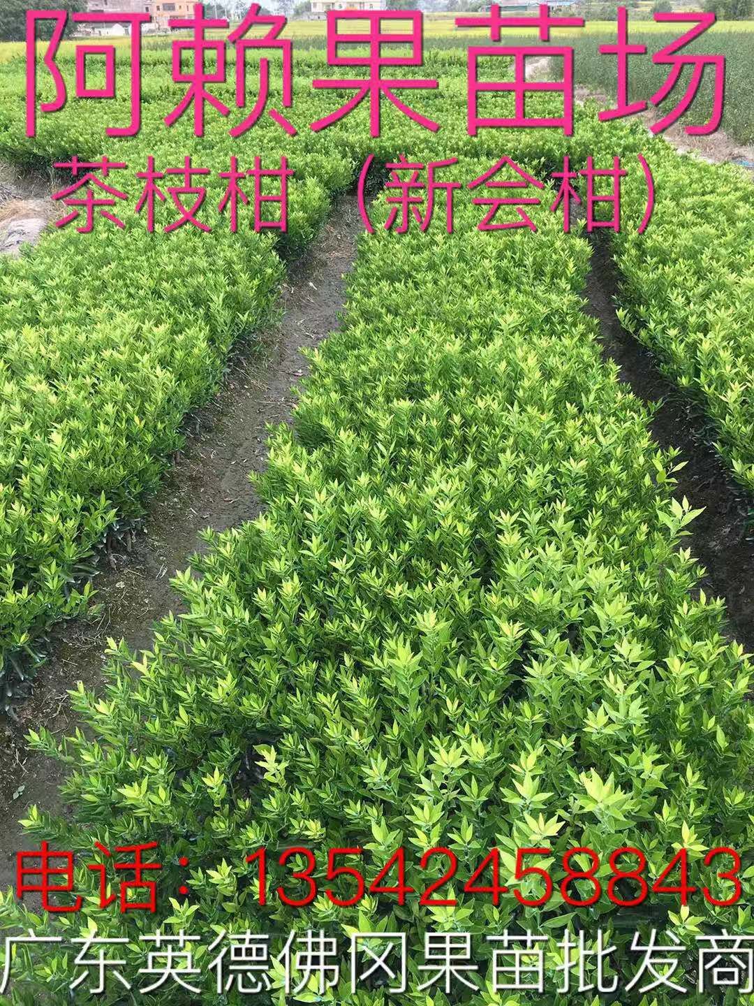 新会茶枝柑苗基地-广东哪里有新会茶枝柑苗卖-厂家直销批发价格【阿赖果苗基地种植场】图片