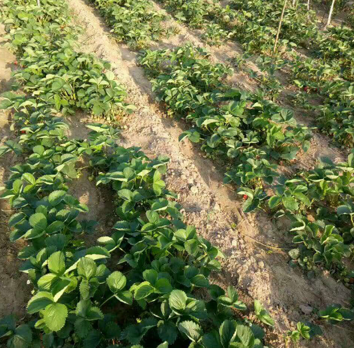 草莓苗种植基地，山东草莓苗供应商，草莓苗批发价格