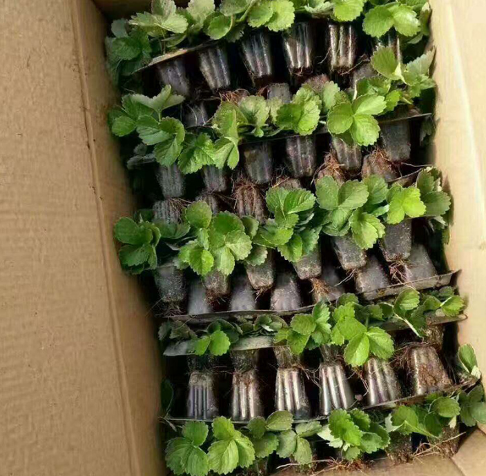 山东泰安草莓苗种植基地批发价格