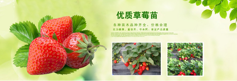 山东泰安草莓苗种植基地批发价格