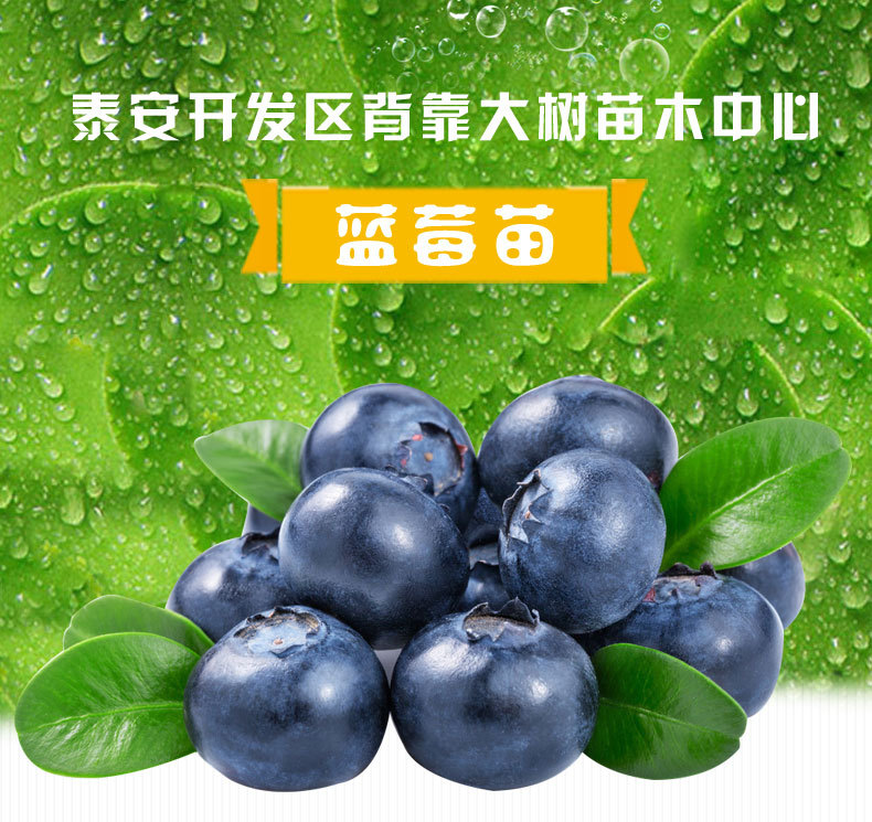 山东蓝莓苗批发价格、泰安蓝莓苗哪里便宜、泰安蓝莓苗多少钱