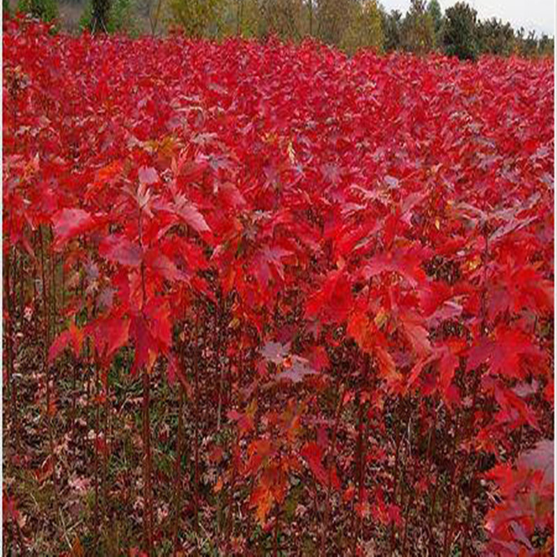 山东美国红枫种植基地批发价格图片
