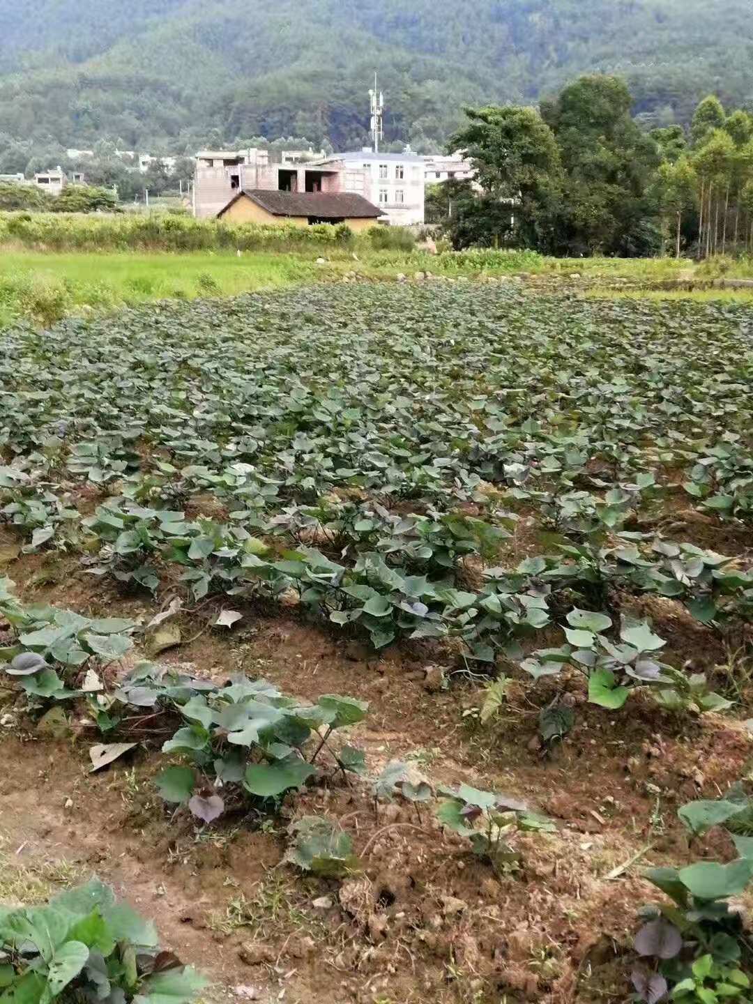 长期供应山芋粉广西南宁市长期供应山芋粉 山芋粉批发商 番薯粉报价