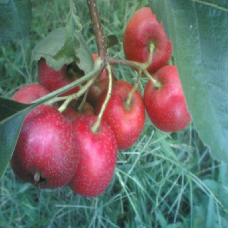 山东山楂苗种植基地批发价格