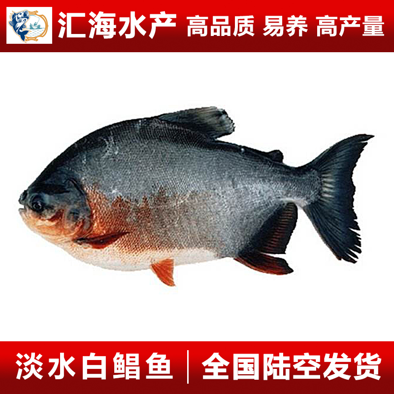 淡水白鲳鱼苗 红鲳鱼苗 鲳鱼苗 广州汇海水产 大量供应图片