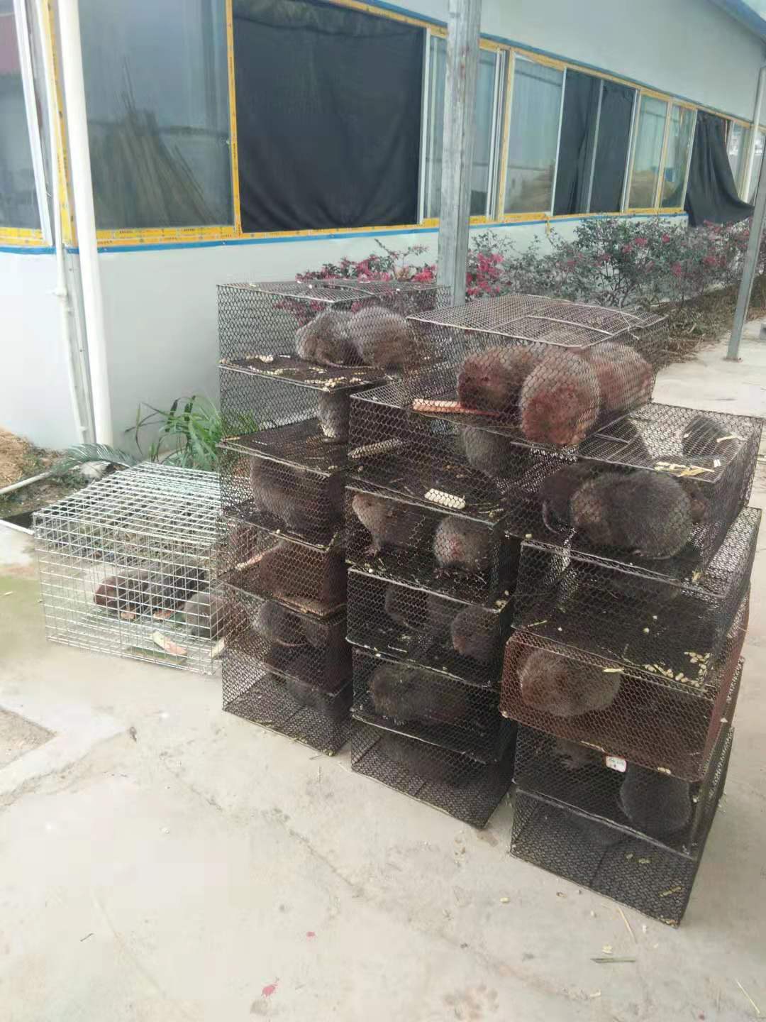 广西桂林竹鼠养殖基地销售总代理-广西桂林竹鼠的现在的价格怎么样图片