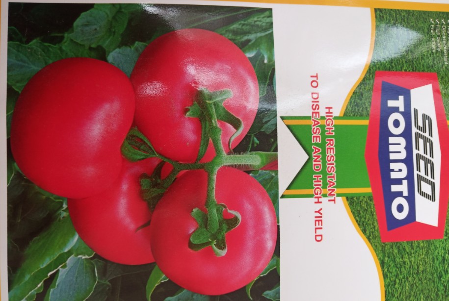 山东泰吉1号大粉西红柿番茄种基地，报价，批发图片