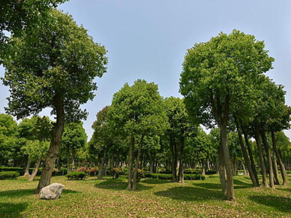 湖南香樟种植基地-香樟一手供货商-香樟批发价格