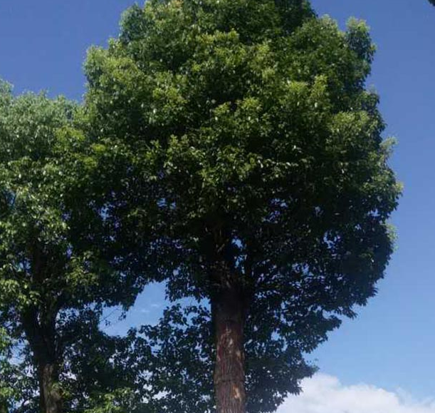 湖南香樟种植基地-香樟一手供货商-香樟批发价格