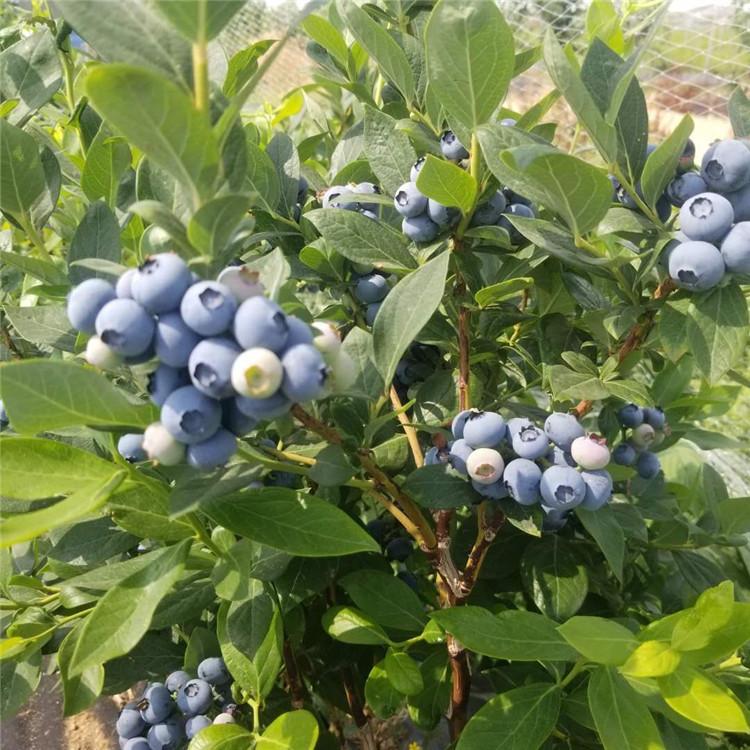 泰安市奥尼尔蓝莓树苗厂家奥尼尔蓝莓树苗批发基地 薄雾蓝莓苗 明星蓝莓树苗价格