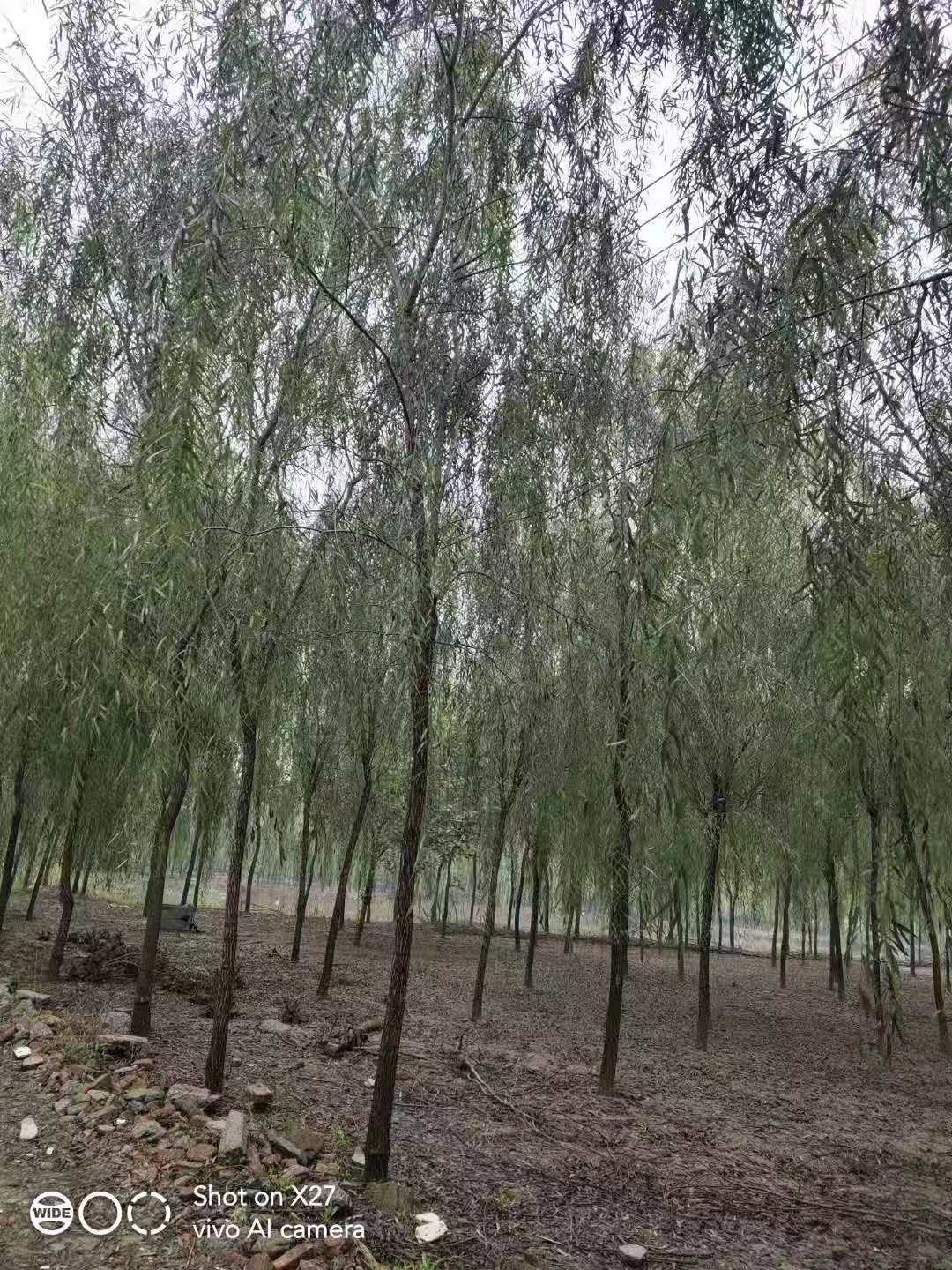 安徽垂柳种植基地批发价格