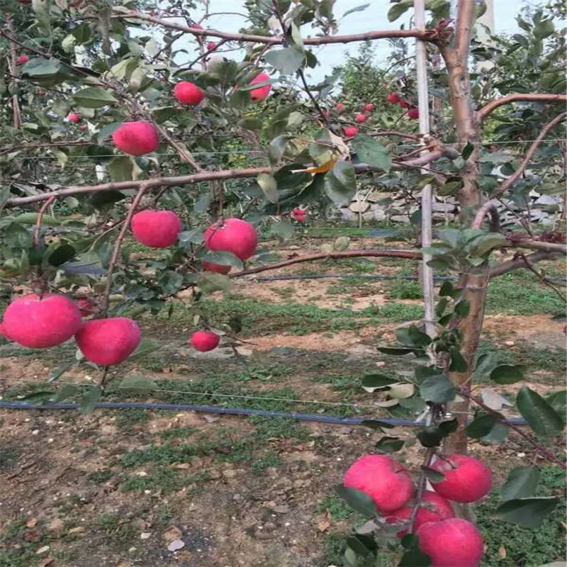 泰安市烟富八号苹果苗厂家烟富八号苹果苗 矮化烟富10号苹果树 山东适合种植苹果树苗 红富士苹果苗基地