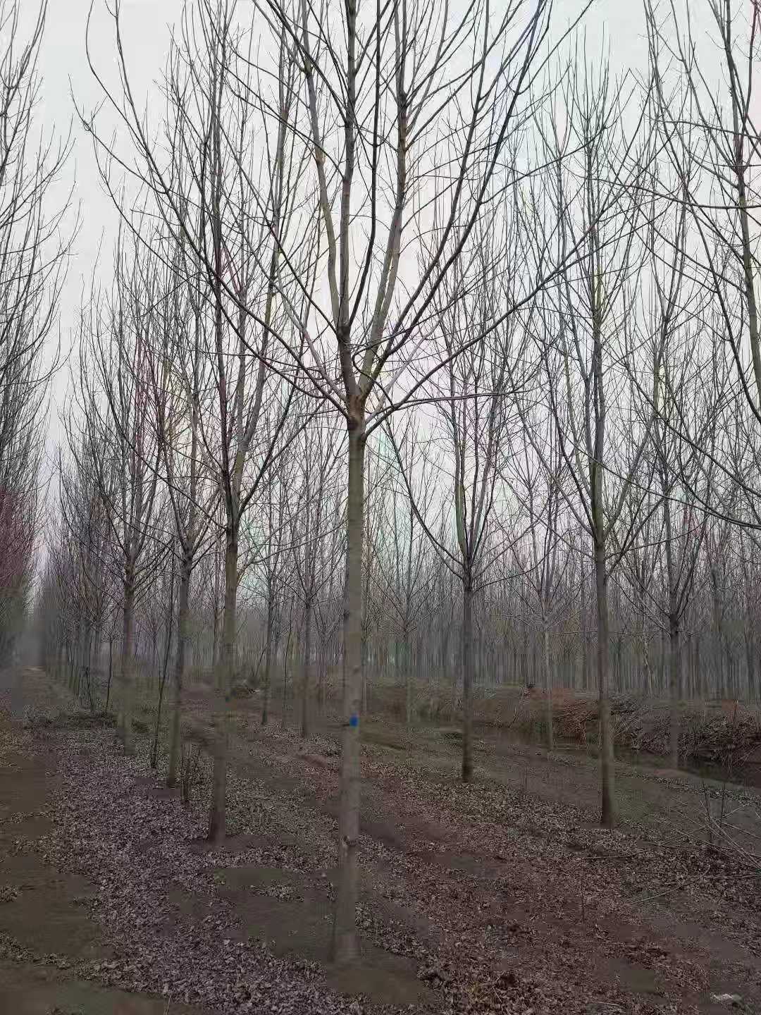 河北白蜡河北白蜡种植基地批发价格