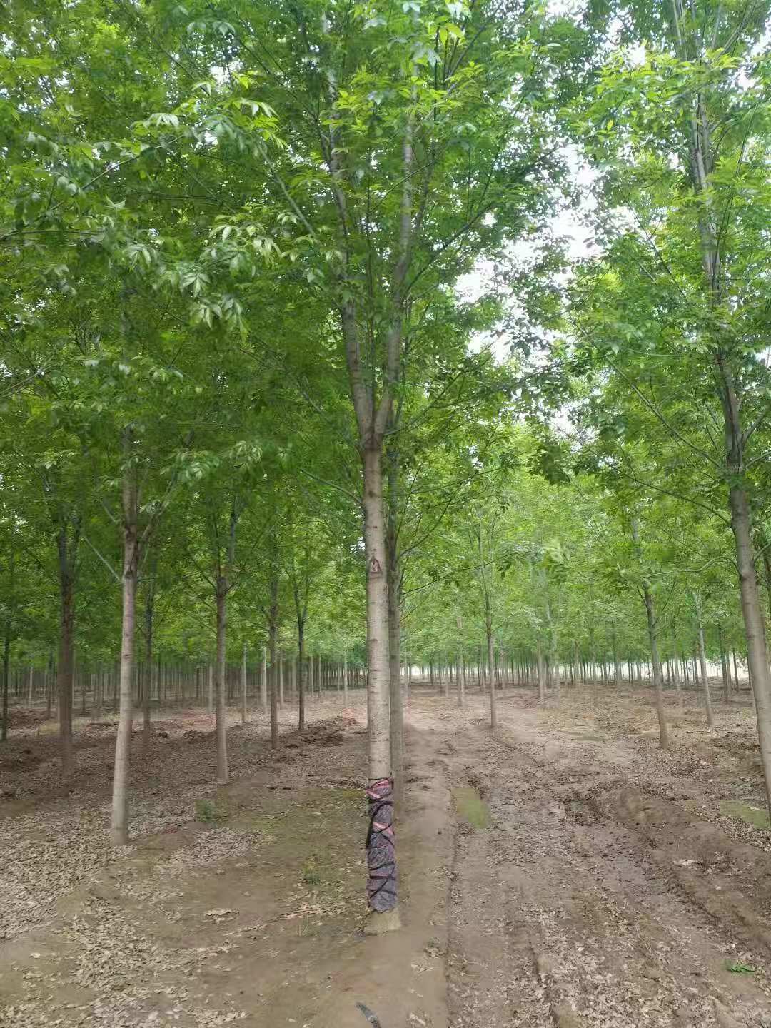 江西白蜡江西白蜡种植基地批发价格