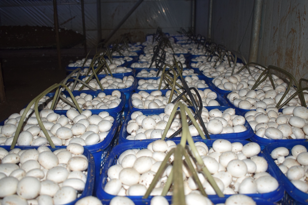 双孢菇菌种厂家直销全年供应双孢菇批发
