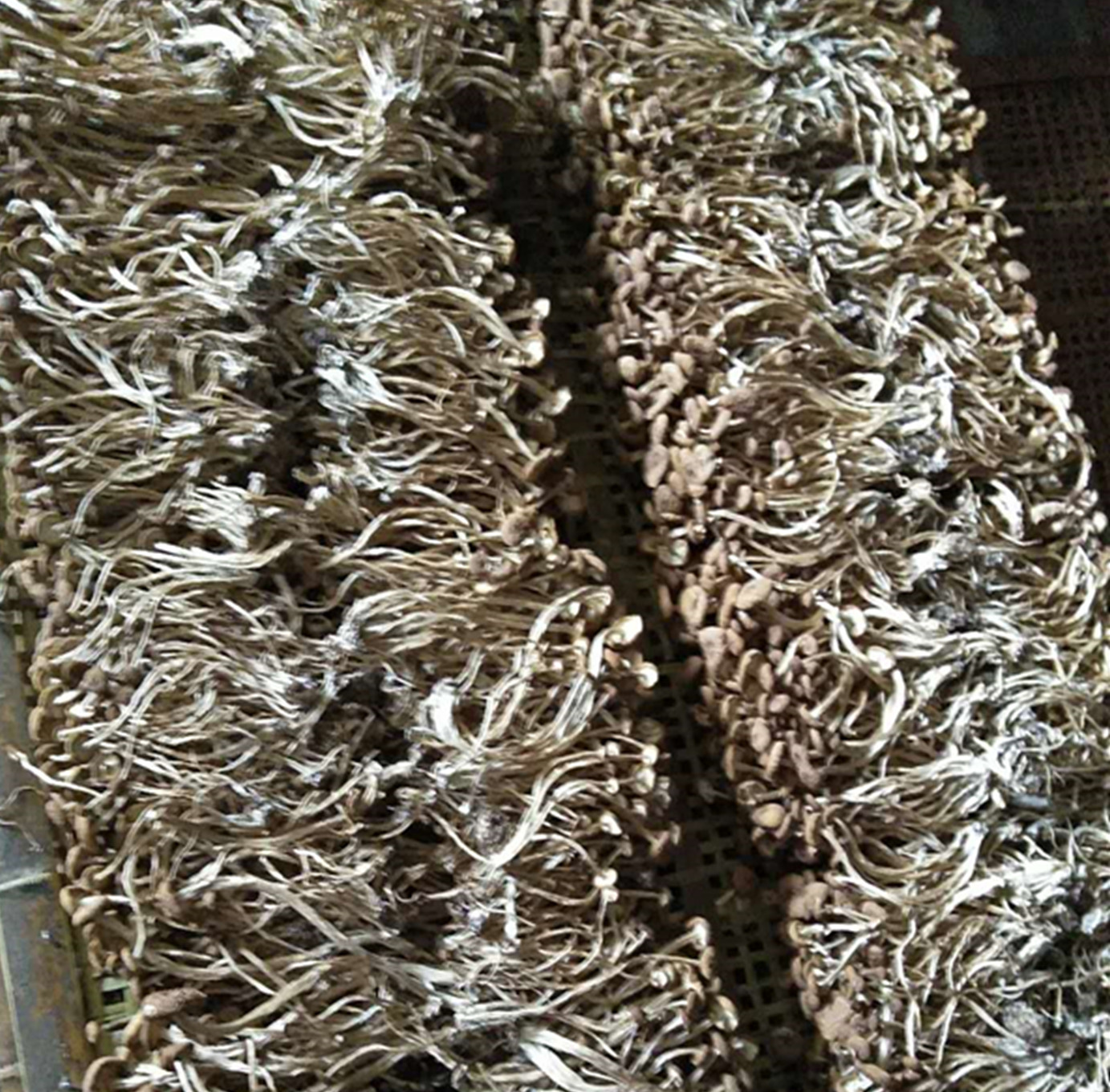 产地常年供应批发茶树菇干鲜品、茶树菇菌棒