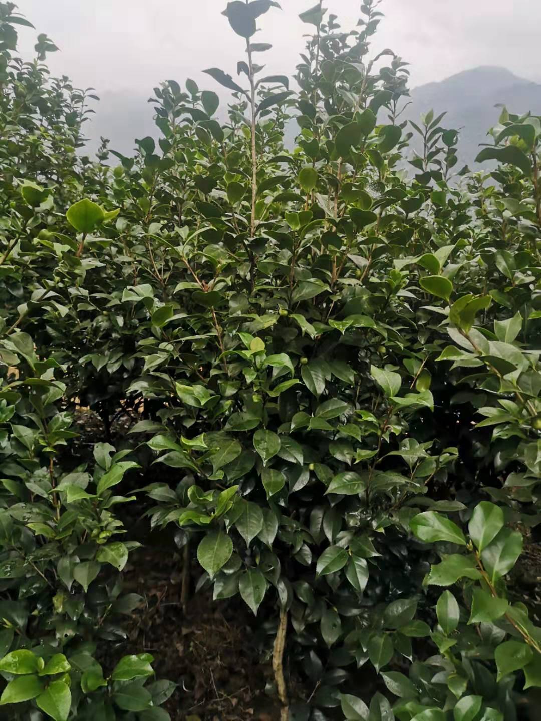 河北茶花树批发价-种植基地-供应商-联系方式-多少钱-供应