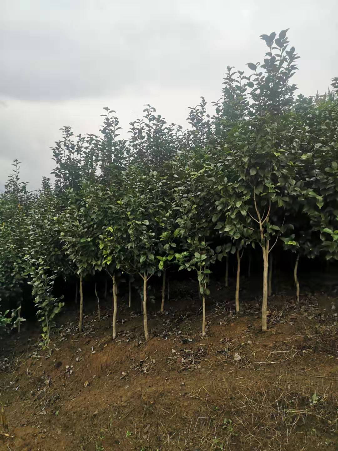 贵州茶花树种植基地-多少钱-哪里有-供应商-基地-报价
