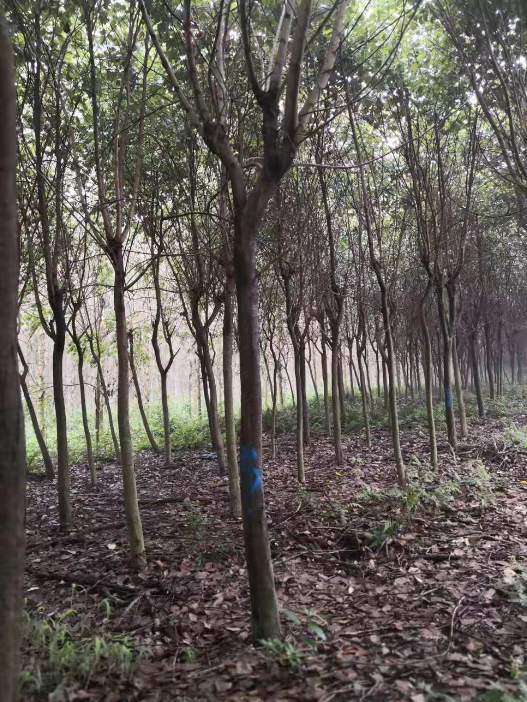柳州市洋紫荆种植基地 宫粉紫荆栽培技术 广西苗圃基地