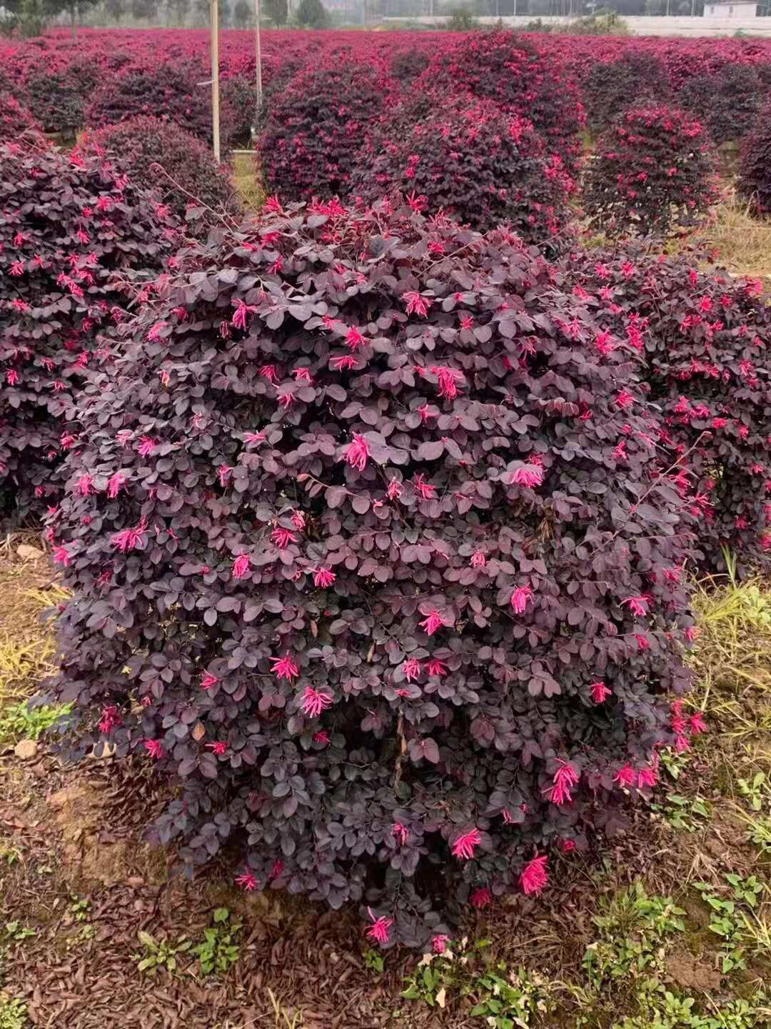 湖南红叶石楠球种植基地批发价格【浏阳市荣昇苗木种植专业合作社】