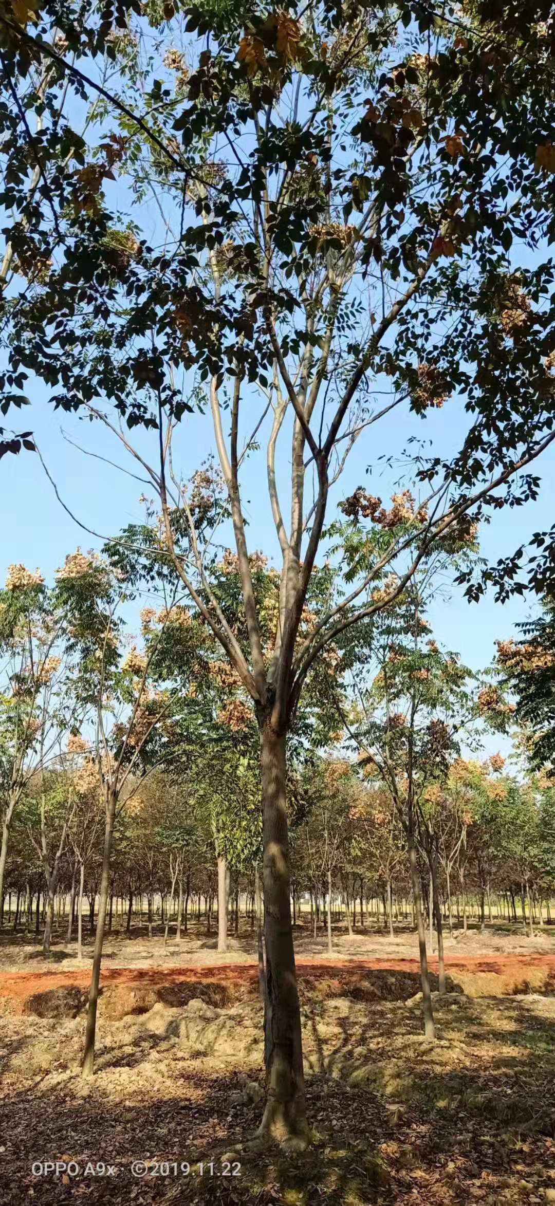 长沙市栾树植基地_栾树价格_栾树批发图片