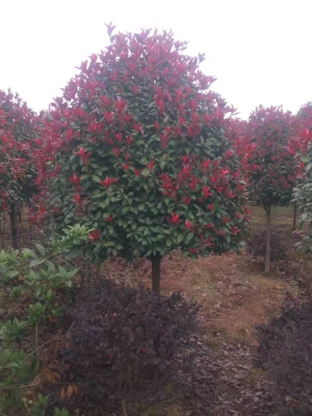 湖南红叶石楠球种植基地批发价格【浏阳市荣昇苗木种植专业合作社】