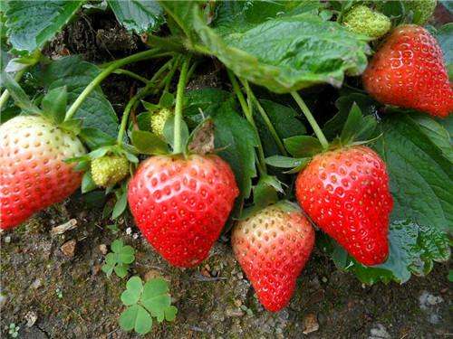 泰安市优质红颜草莓苗基地-批发-电话-供应商