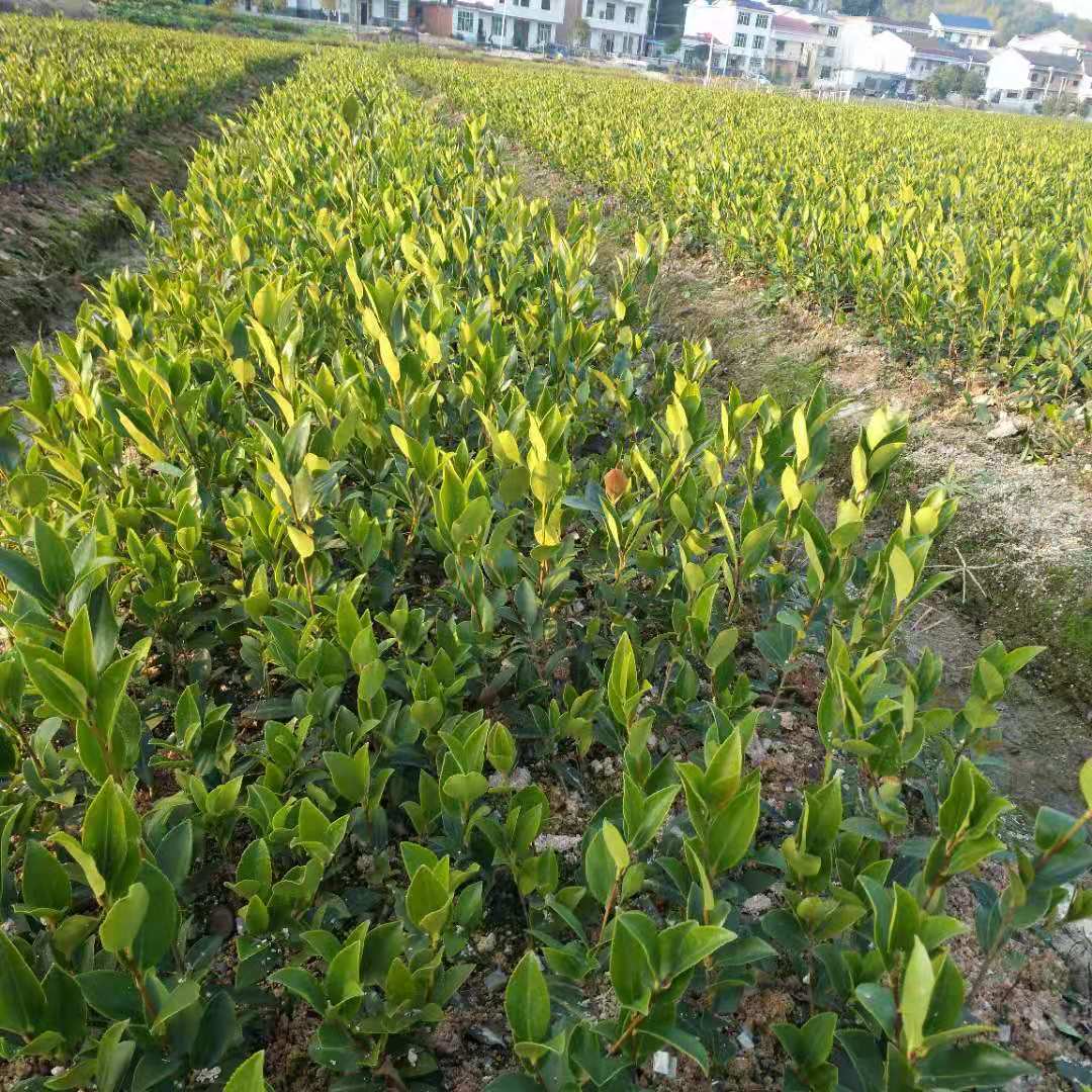 湖南嫁接油苗批发价格-种植基地-供应【攸县勇宇油茶种植专业合作社】