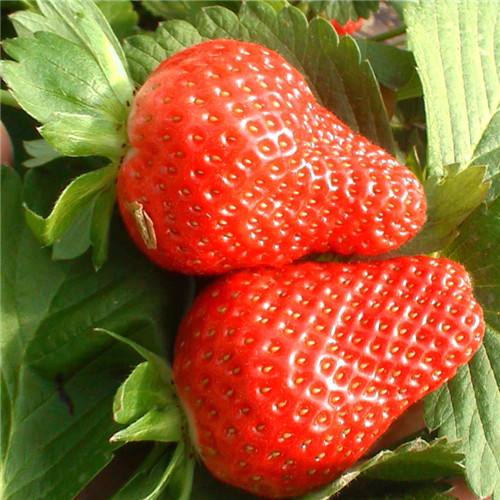 泰安市优质红颜草莓苗基地-批发-电话-供应商