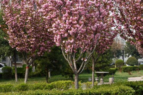 泰安市优质樱花树苗基地-批发-报价-多少钱-供应商图片