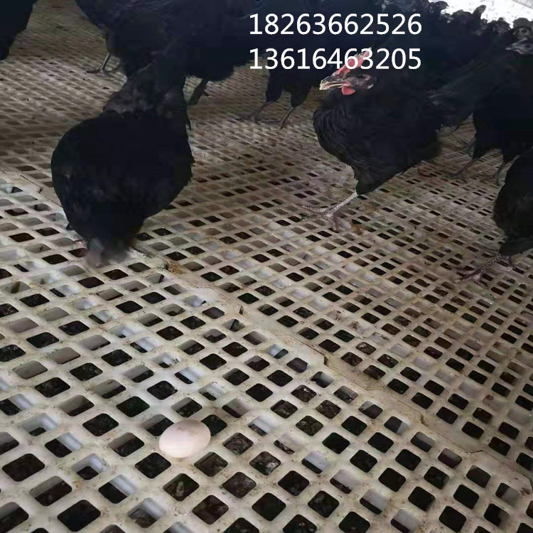 鸡粪板 塑料鸡鸭粪板 养鸡用垫网 塑料鸡粪板