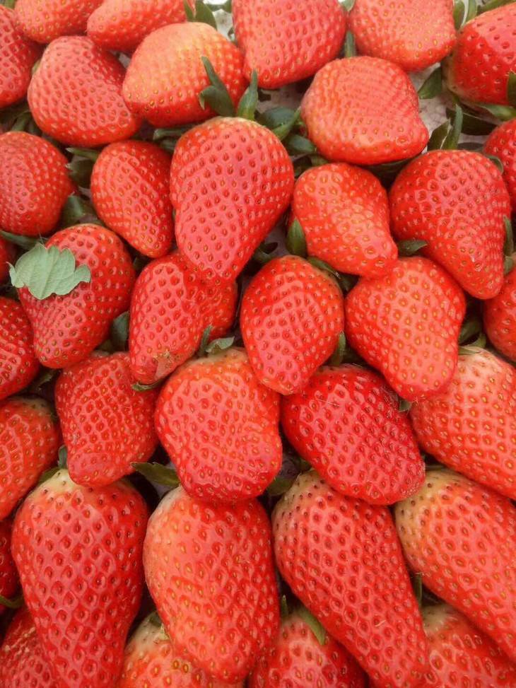泰安市优质甜宝草莓苗出售-报价-批发-多少钱-基地