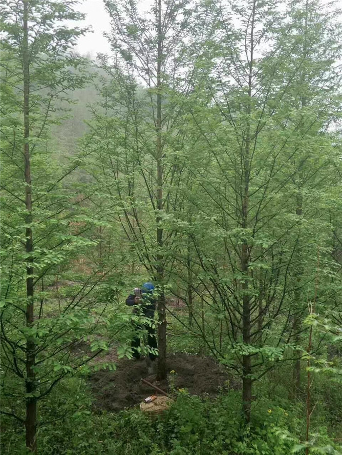 长沙水杉苗圃种植批发,价格【湖南奕希花卉园林有限责任公司】图片