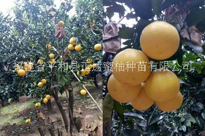 台湾甜葡萄柚苗厂家供应  甜葡萄柚苗厂家供应图片