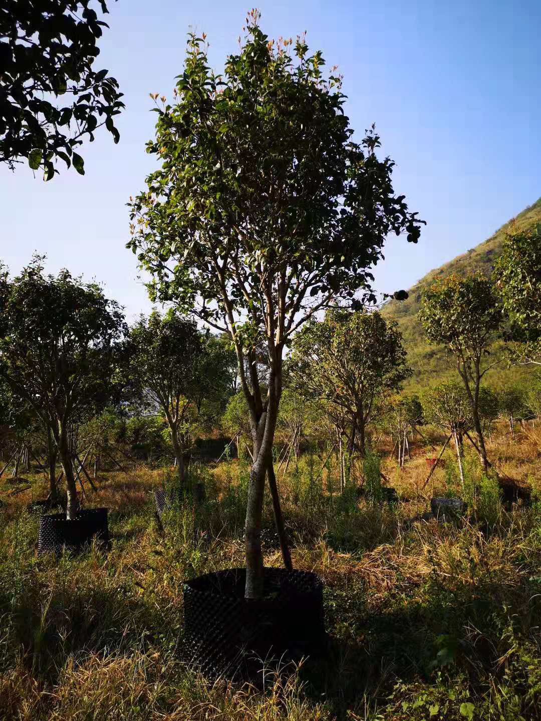 湖南桂花树移植苗种植、批发、价格、直销商【兴安县合意苗木基地】