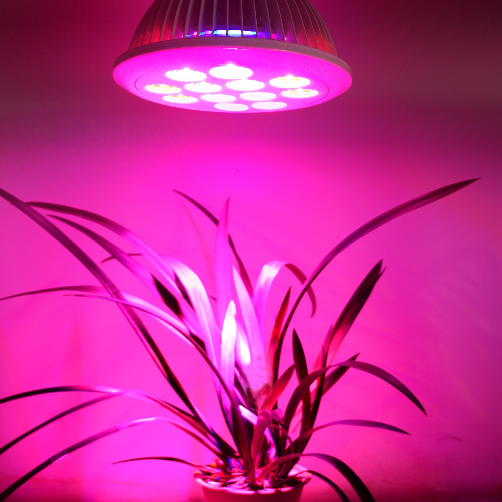 12W 红蓝配比LED植物生长灯 家庭使用植物补光灯  多肉上色灯图片
