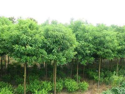 江苏无锡市香樟树价格 绿化树苗批发 种植园林苗木基地