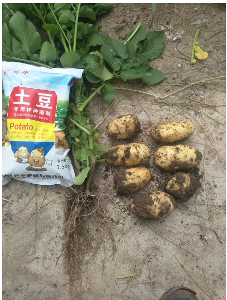 济南市微生物菌剂马铃薯专用 马铃薯肥料价格 批发马铃薯专用菌剂
