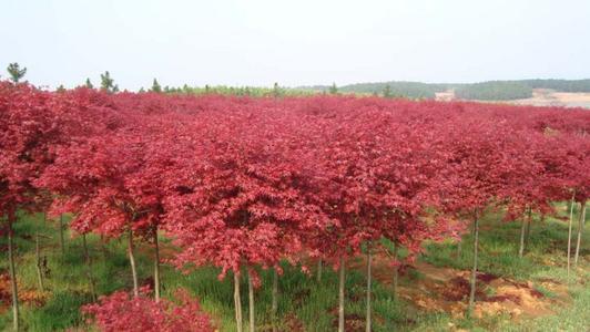精品红枫树价格 红枫种植基地 紫红鸡爪槭批发