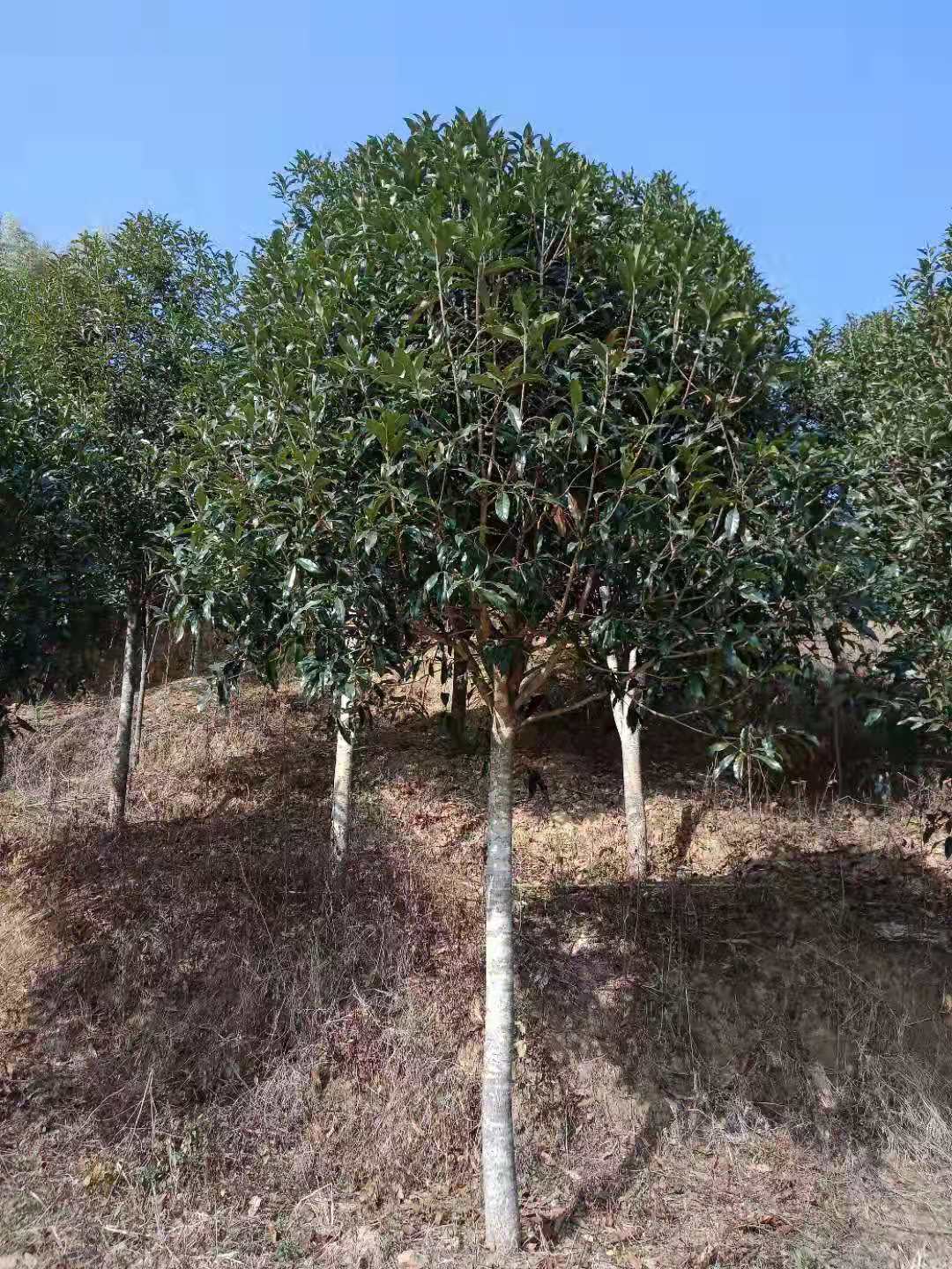 福建南平红豆杉苗基地_湖南红豆杉苗批发_湖南红豆杉苗价格-种植批发【福建省浦城县育林绿化苗木基地】